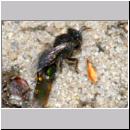 Oxybelus bipunctatus - Fliegenspiesswespe w26 5mm mit Fliege - OS-Wallenhorst-Tongrube-Lehmwiese.jpg